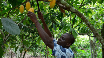 Cocoa Giants Embrace Sustainability, But Consumers Remain Key to Lasting Progress.